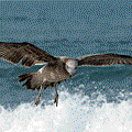 IMG_8492.gif