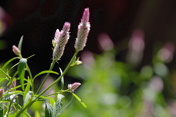 IMG_7211.gif