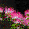 IMG_6346.gif