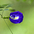 IMG_6723.gif