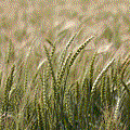 IMG_8519.gif