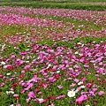 IMG_5263.jpg
