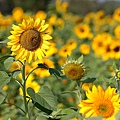IMG_8937.jpg
