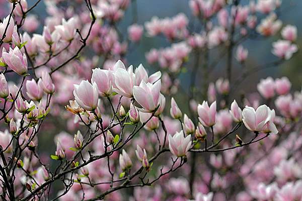 我愛辛夷花 Alice的天空 痞客邦