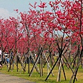 IMG_2935.jpg