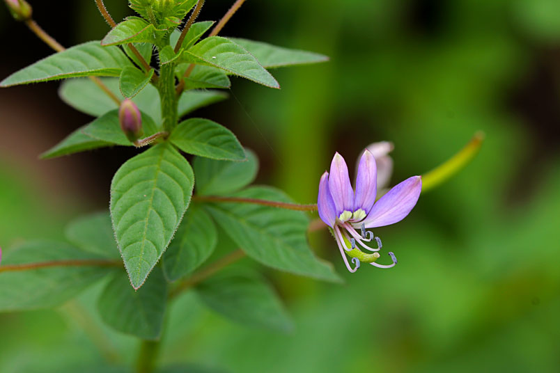 平伏莖白花菜 Alice的天空 痞客邦