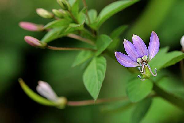 平伏莖白花菜 Alice的天空 痞客邦