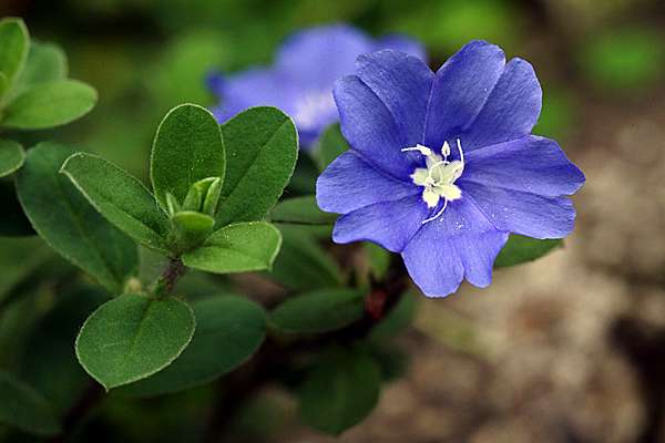 藍星花 Alice的天空 痞客邦