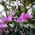 IMG_2983.jpg