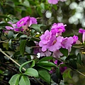 IMG_2988.jpg