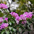 IMG_2985.jpg