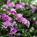 IMG_2995.jpg