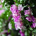 IMG_3001.jpg