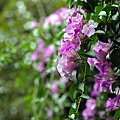 IMG_3003.jpg