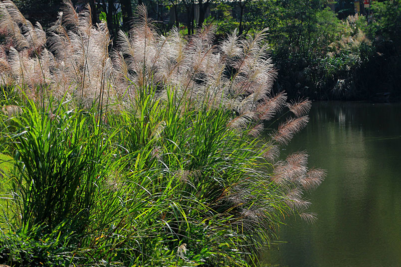 白背芒舞秋風 Alice的天空 痞客邦