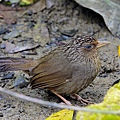 IMG_3269.jpg