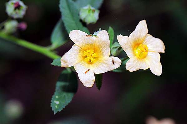 é‡'åˆæ™‚èŠ± Aliceçš„å¤©ç©º ç—žå®¢é‚¦
