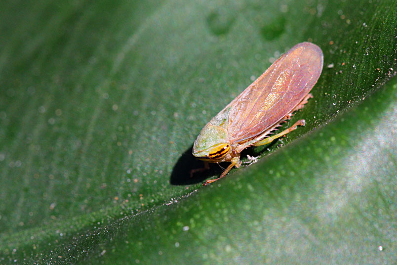 褐翅葉蟬 Alice的天空 痞客邦 褐翅葉蟬 Alice的天空 痞客邦