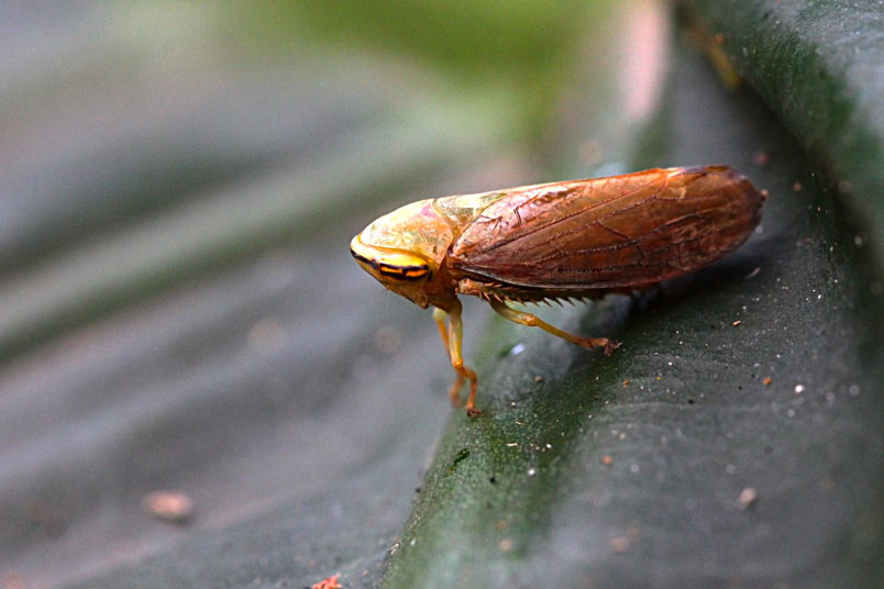 褐翅葉蟬 Alice的天空 痞客邦 褐翅葉蟬 Alice的天空 痞客邦