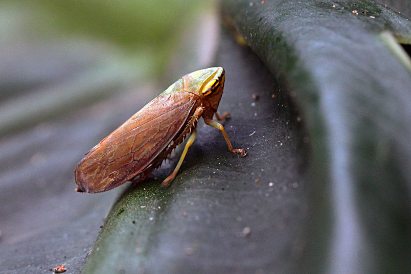 褐翅葉蟬 Alice的天空 痞客邦 褐翅葉蟬 Alice的天空 痞客邦