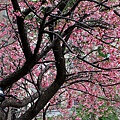 IMG_7026.jpg