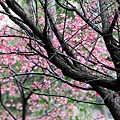 IMG_7040.jpg