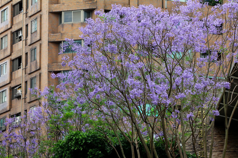 桃園朝陽公園 迎風搖曳的藍花楹 Alice的天空 痞客邦