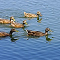IMG_7286.jpg