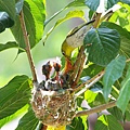 IMG_0726.jpg