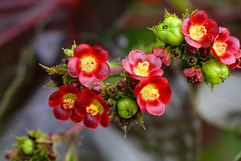 花果皆美的紅葉麻瘋樹 Alice的天空 痞客邦