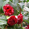 IMG_9392.jpg