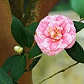 IMG_9395.jpg