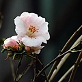 IMG_9421.jpg