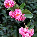IMG_9485.jpg