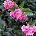 IMG_9486.jpg