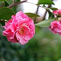 IMG_9488.jpg