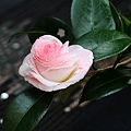 IMG_9495.jpg