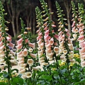 IMG_9520.jpg