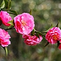 IMG_9560.jpg