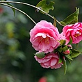 IMG_9563.jpg