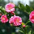 IMG_9562.jpg