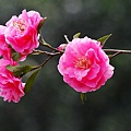 IMG_9565.jpg
