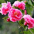 IMG_9568.jpg