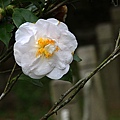IMG_9668.jpg