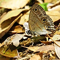 IMG_4705.jpg