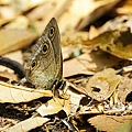 IMG_4715.jpg