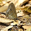 IMG_4717.jpg
