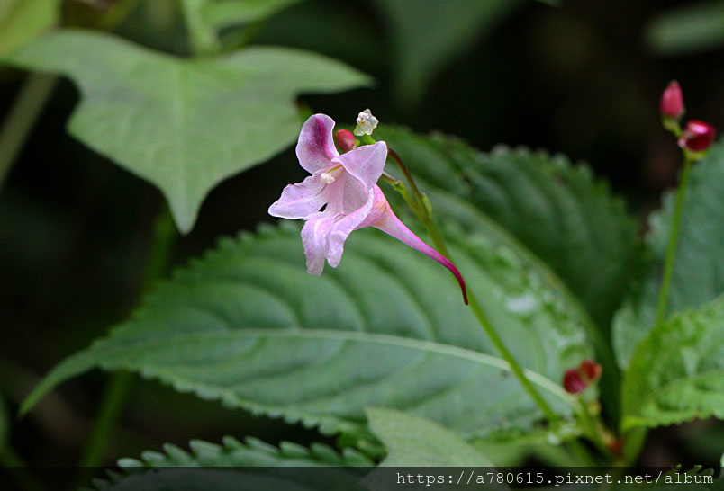 棣慕華鳳仙花與黃花鳳仙花 Alice的天空 痞客邦