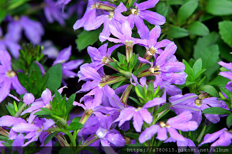 紫扇花 Alice的天空 痞客邦 紫扇花 Alice的天空 痞客邦