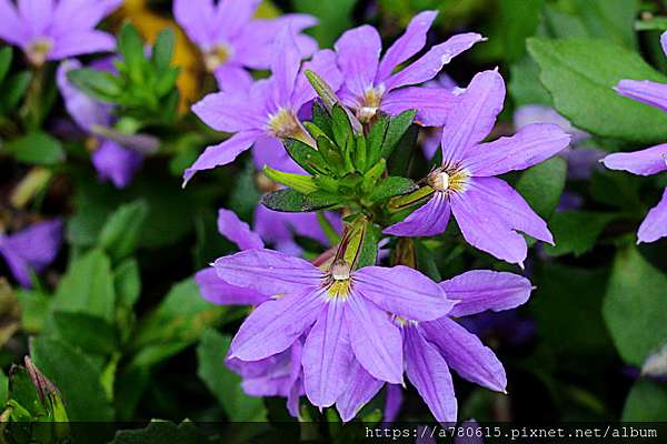 紫扇花 Alice的天空 痞客邦